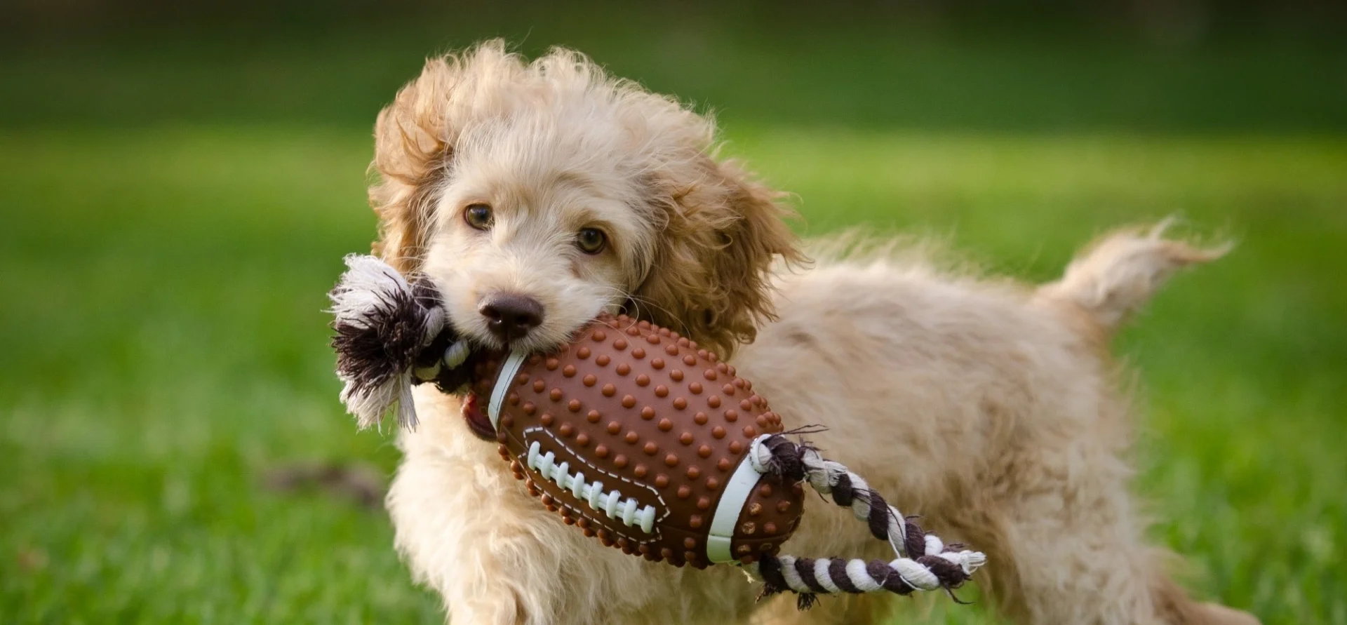 Meet the Young Founders of Chewy Which PetSmart Just Bought for 3.35 Billion