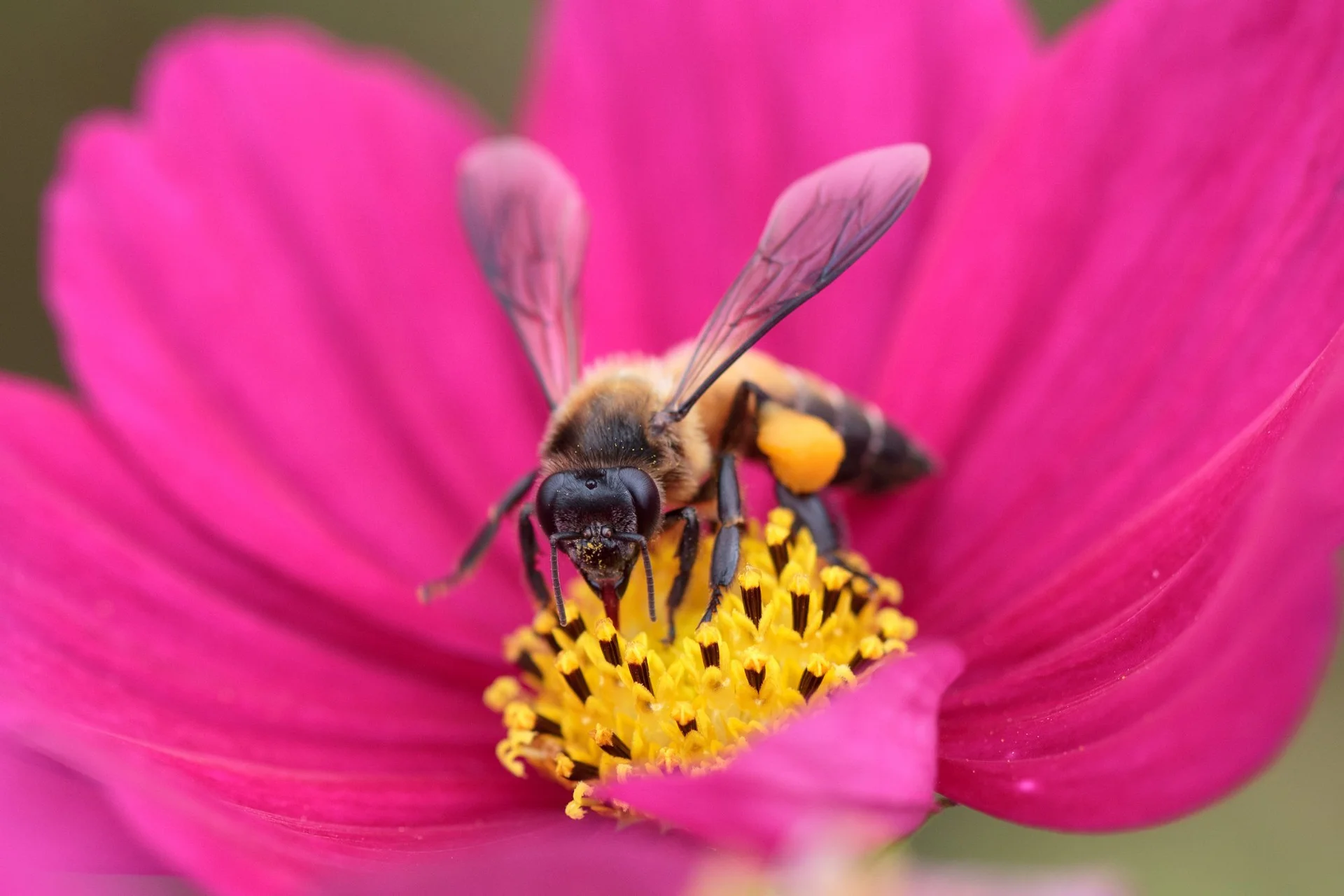 How Burt's Bees Just Took Social Entrepreneurship to the Extreme