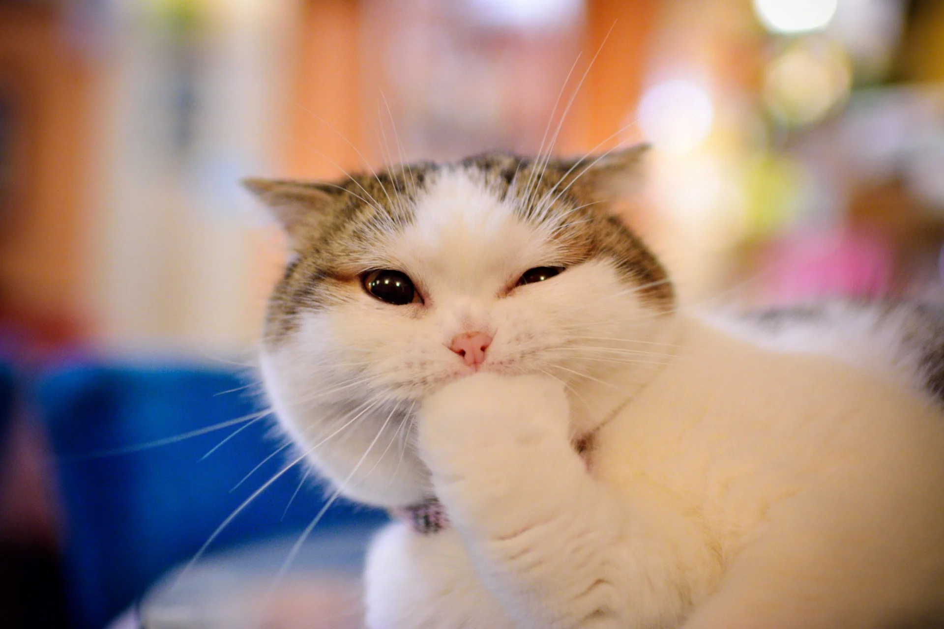 What Your Love of Funny Cat Videos Says About Your Personality According to Science