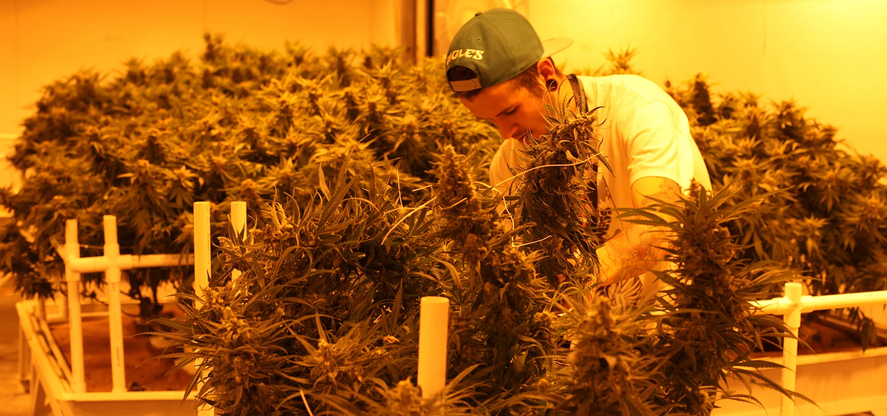 Legal Marijuana Will Be a $30 Billion Industry by 2019