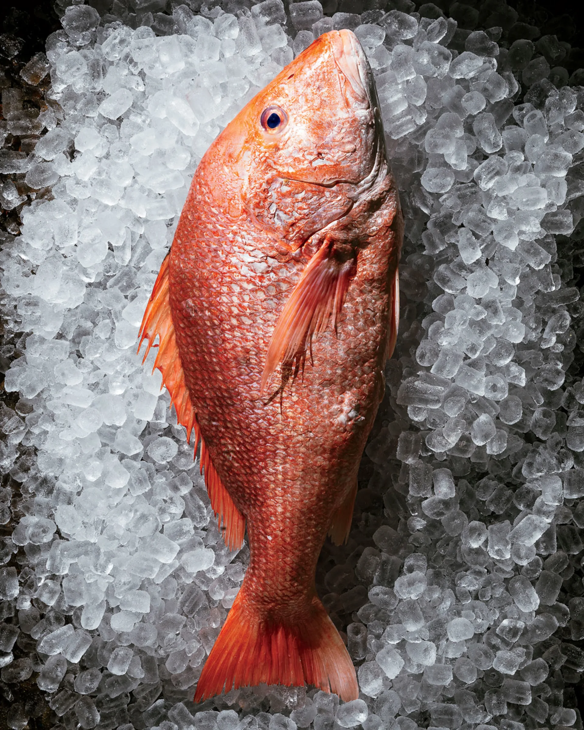Caught! How a Mississippi Restaurant Became the Poster Child for a New ...