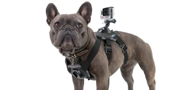 Gopro Fetch Jack Dutton, Author at Inc
