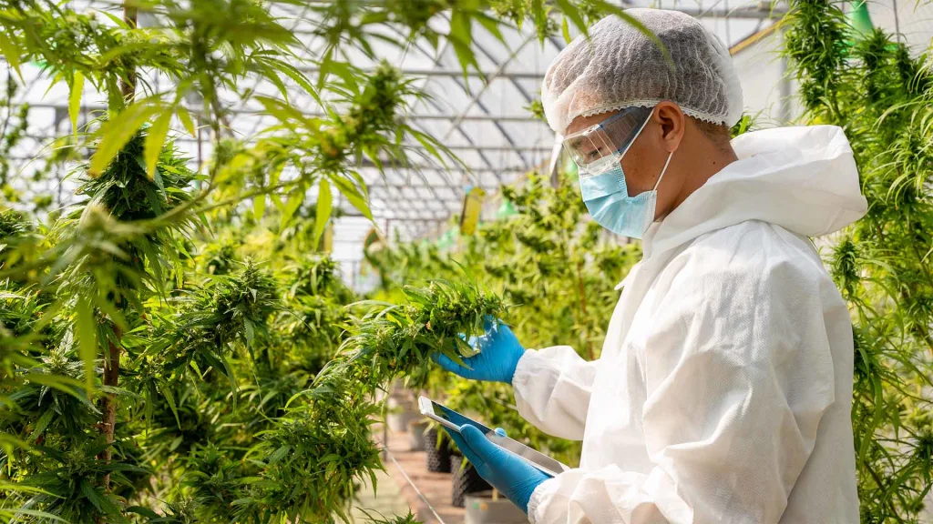 Federal Drug Policy On Marijuana May See A Major Shift In December