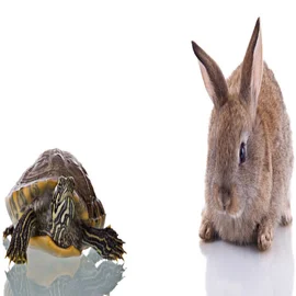 Lean Bild Rabbit Turtle How to Succeed Against the Odds