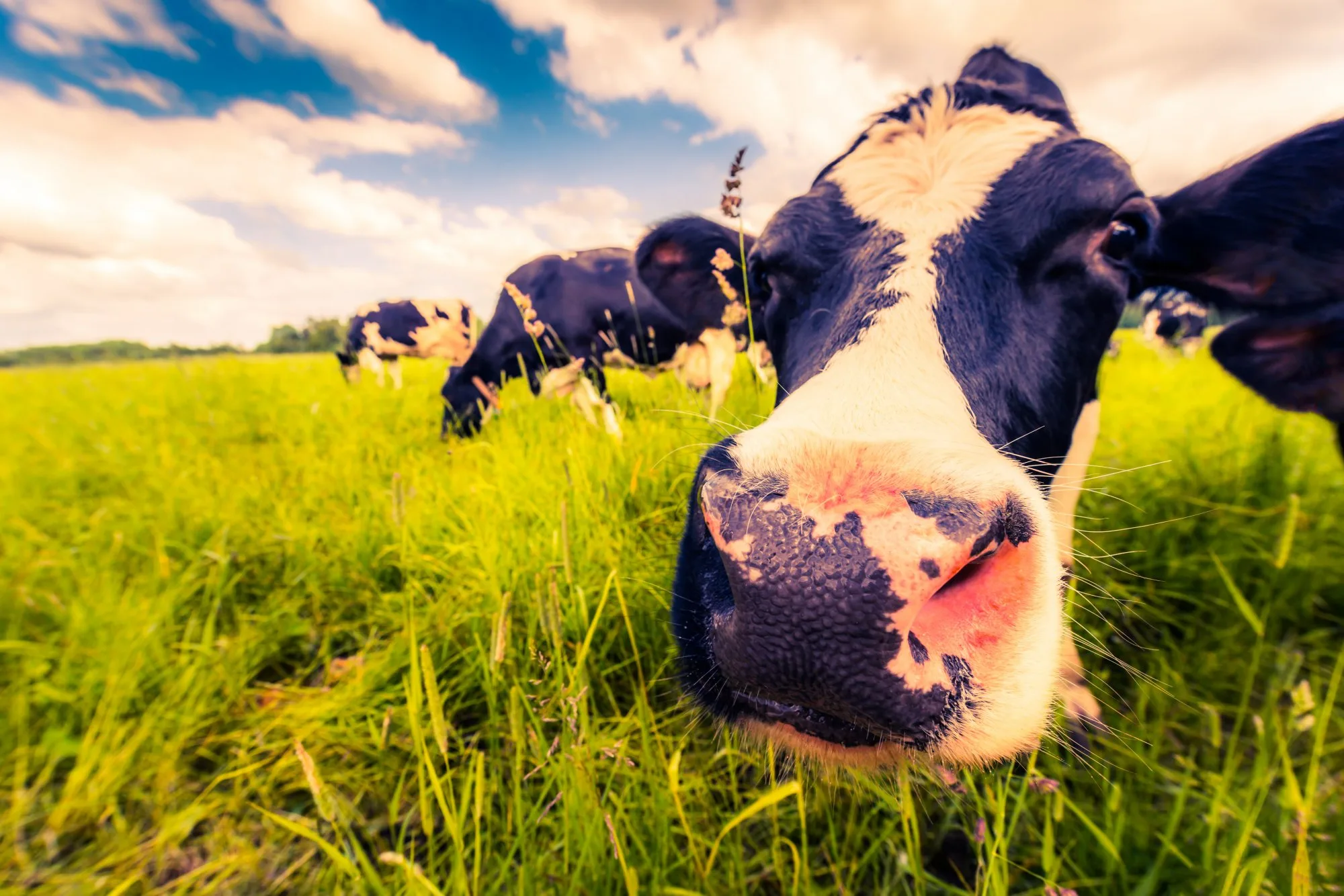 The Myth of the Purple Cow in Marketing