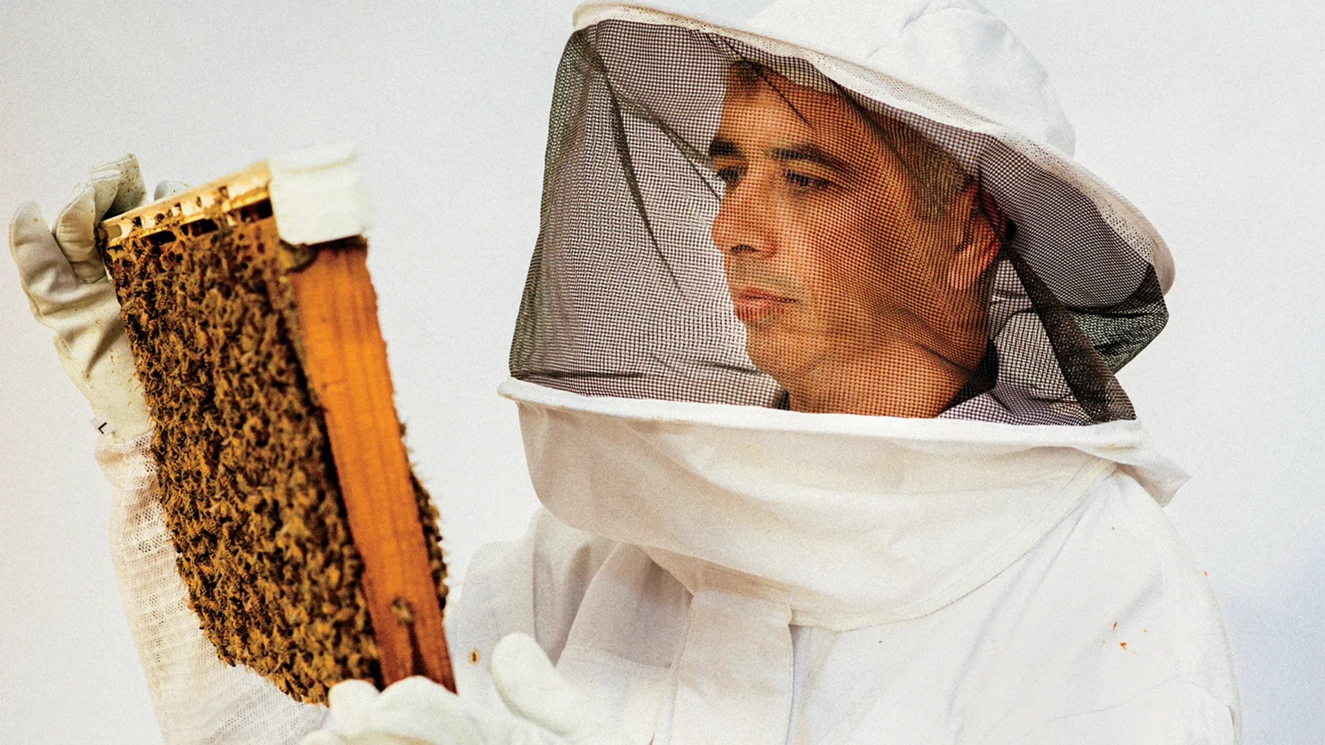 How a Buzzy Startup Made the iPhone of Beehives to Protect Pollinators