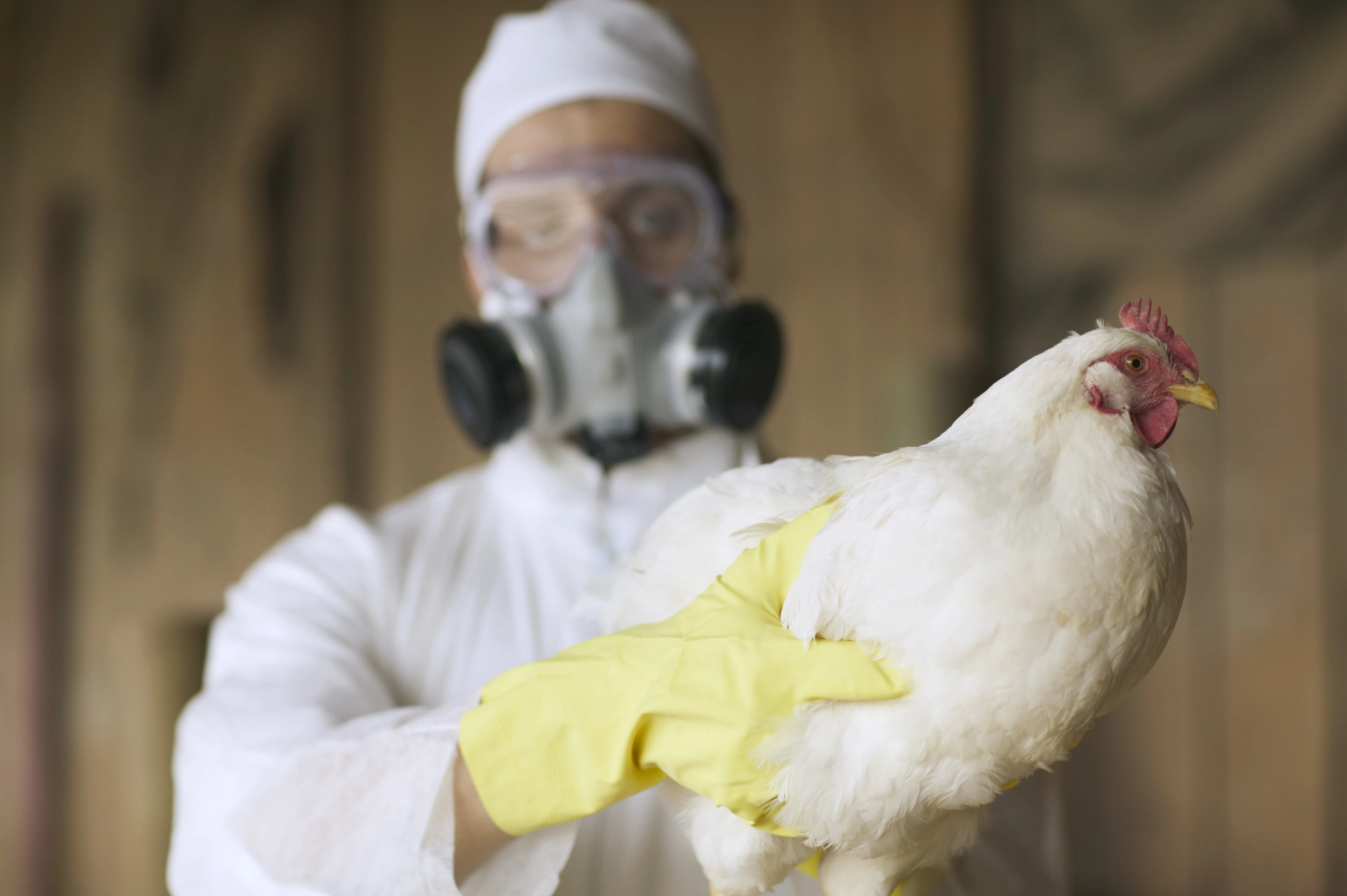 U.S. to Build New Stockpile of Poulty Bird Flu Vaccine