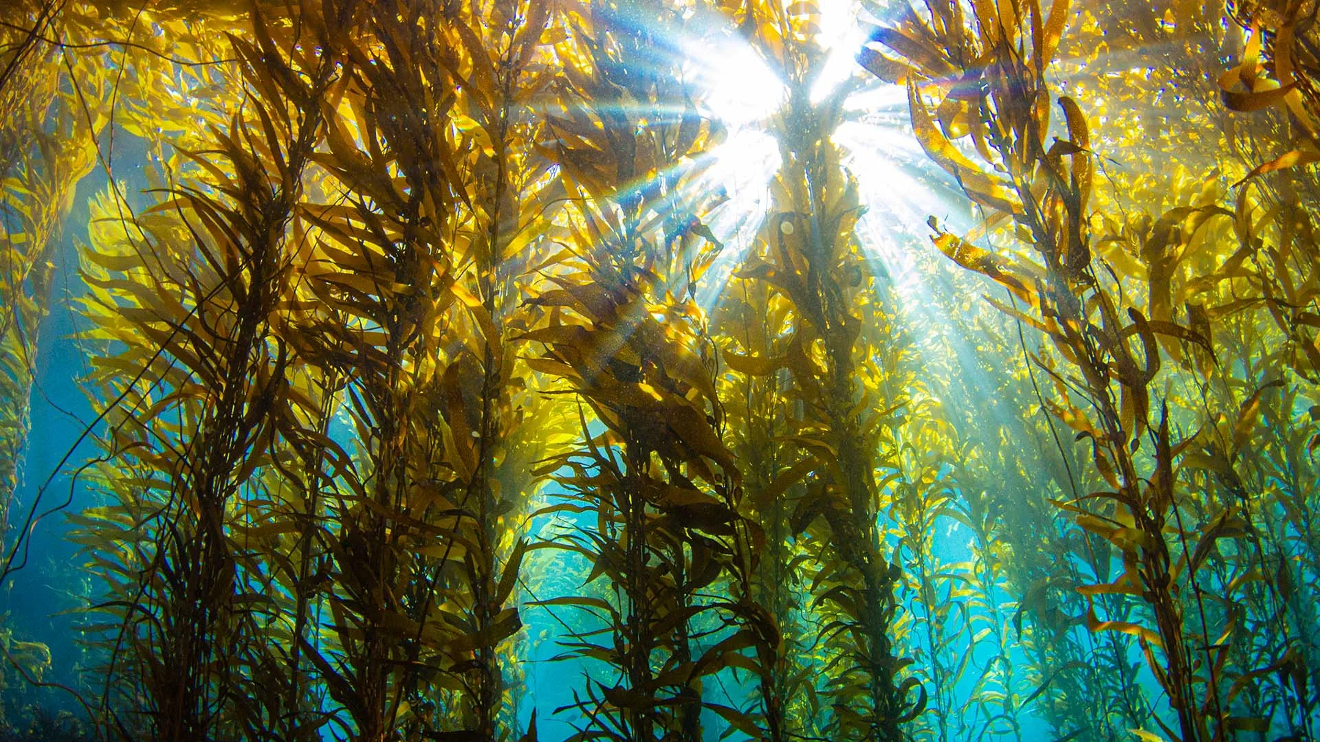 Maine’s Billion-Dollar Lobster Economy Is in Trouble. Kelp Could Help.