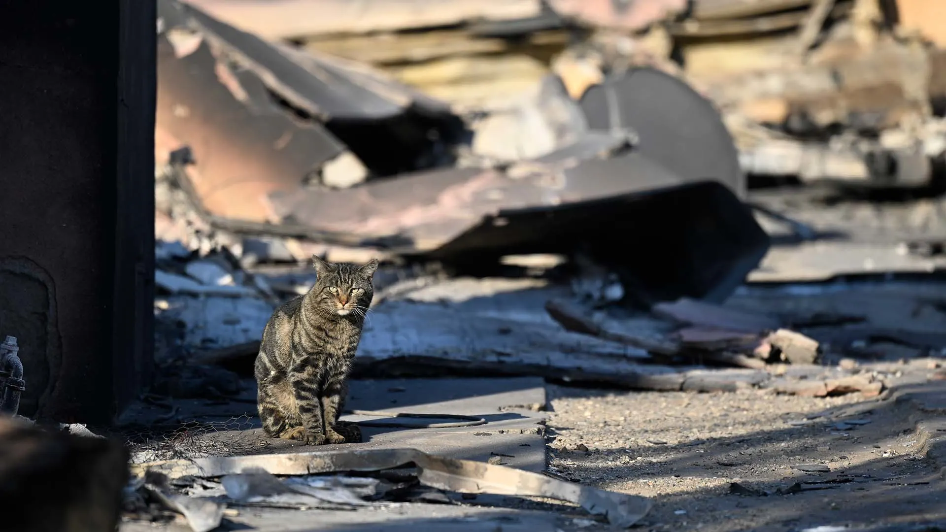 How an LA Animal Rescue Built a For-Profit Arm to Fund Its Mission