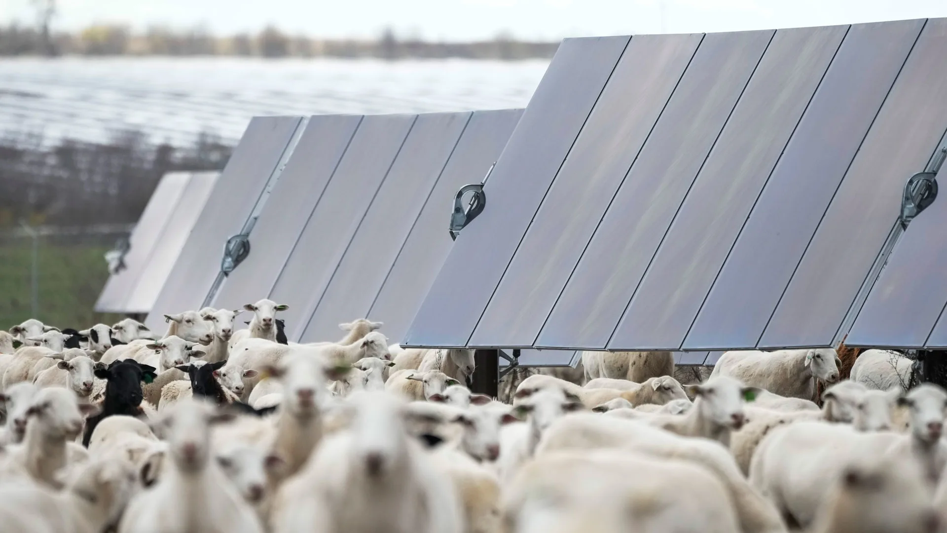 Grazing Sheep Double Solar Farms’ Sustainability Factor