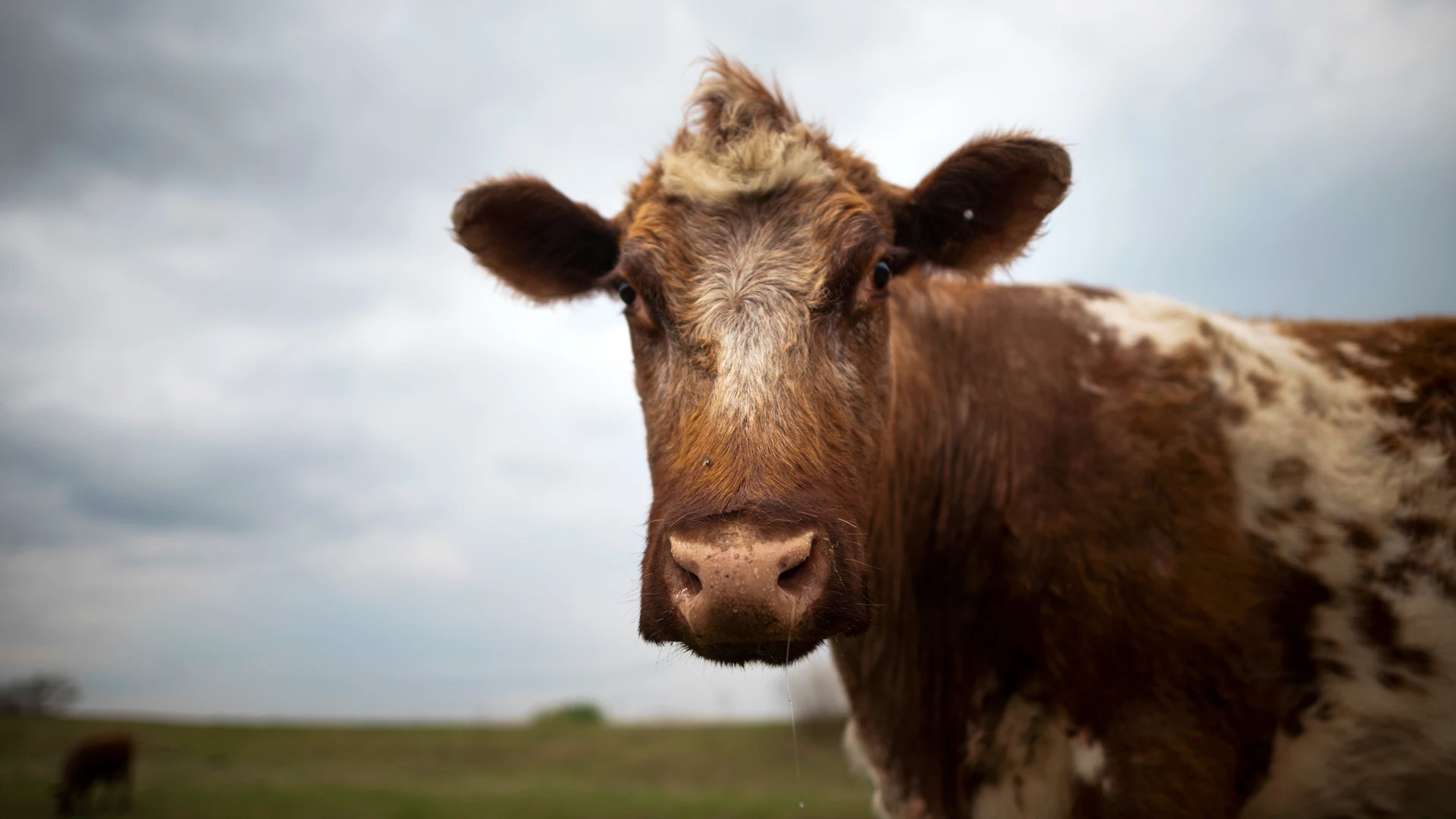 Lab-Grown Meat Gains Support in Nebraska