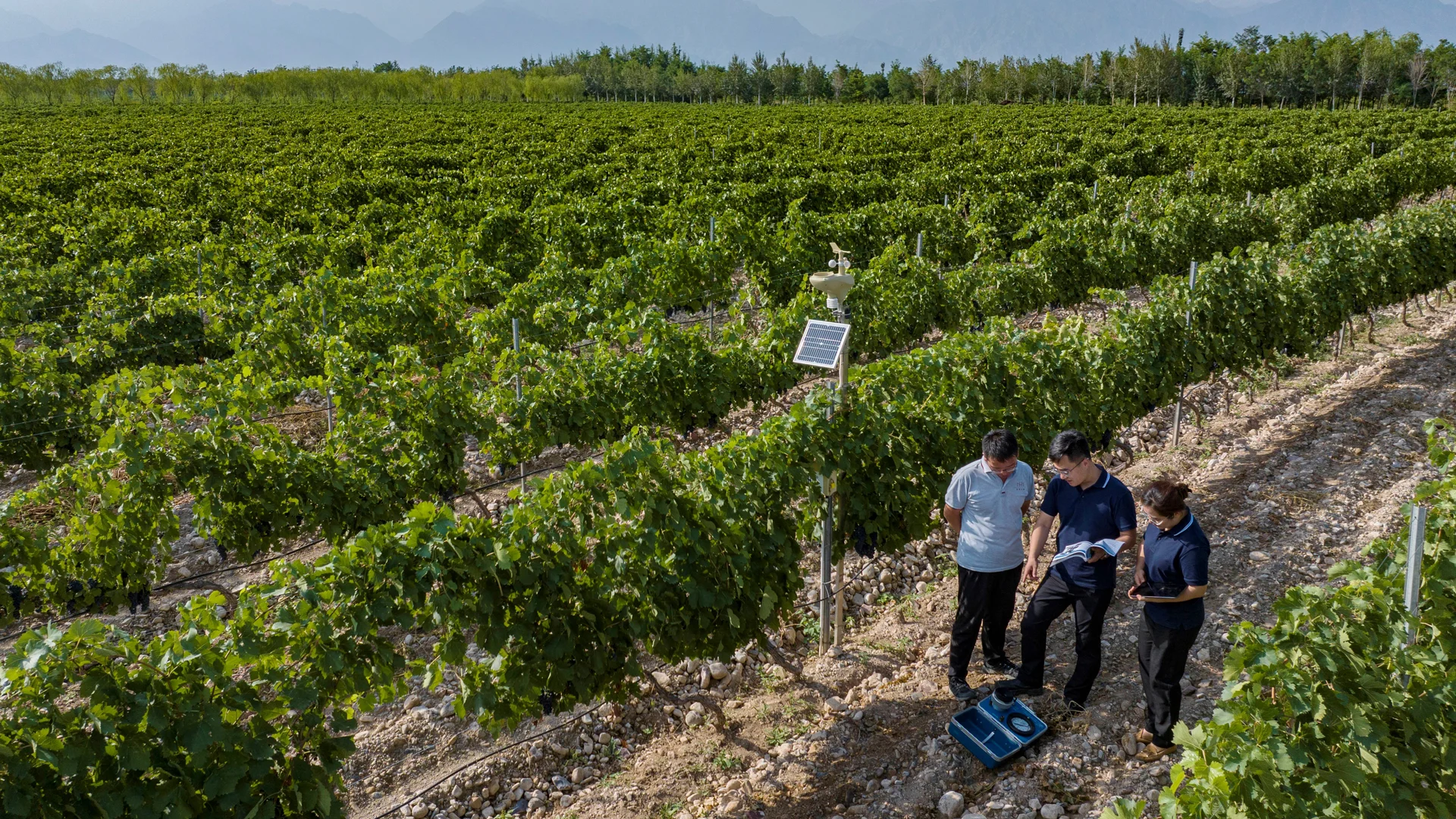 In Napa Vineyards, AI Boosts Grape Expectations