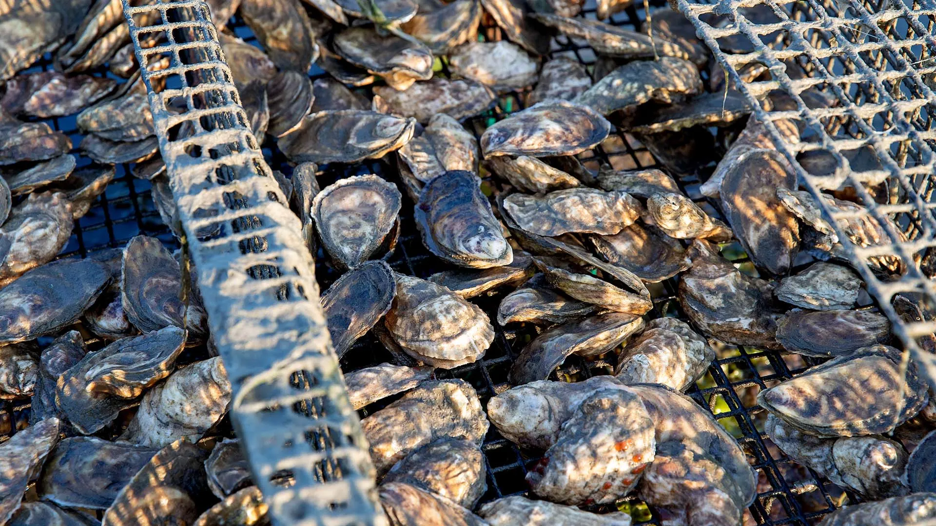 How One Oyster Business is Navigating Trump’s Tariff Limbo