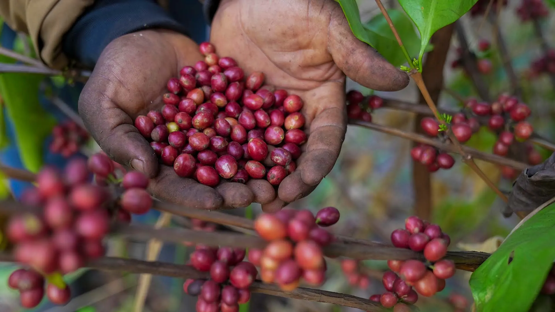 Rare Coffee Bean Could Help Save the Industry