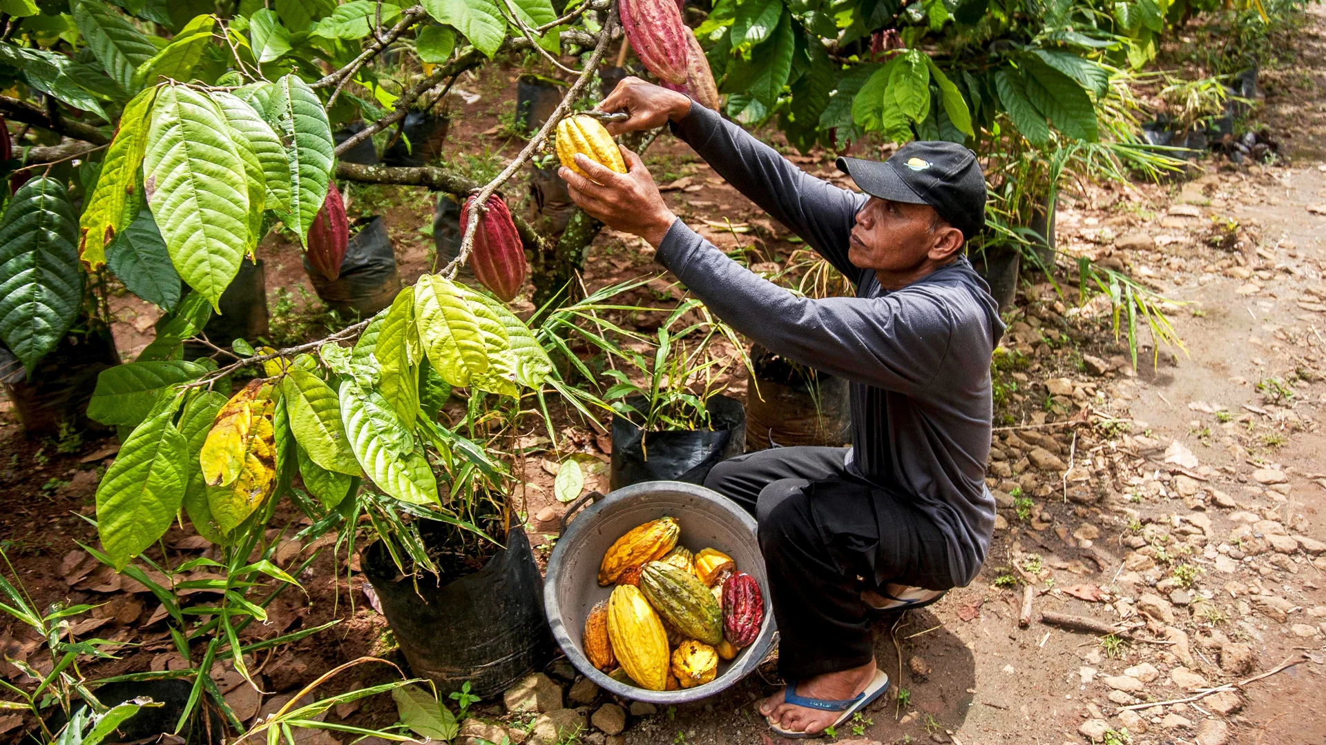 Indonesian Cocoa Farmers, Businesses Partner to Fight Climate Change Impact on Crops