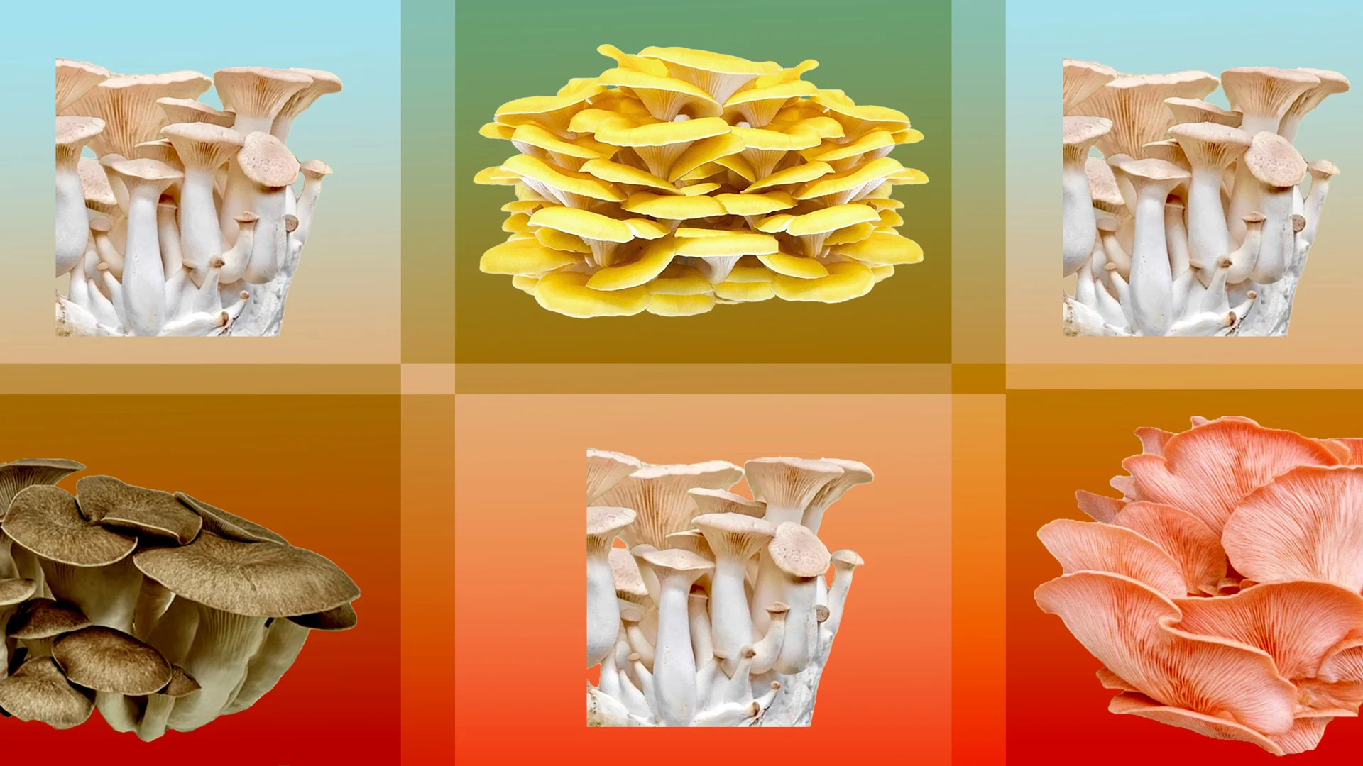 This Company Can Help You Grow Your Own Mushrooms