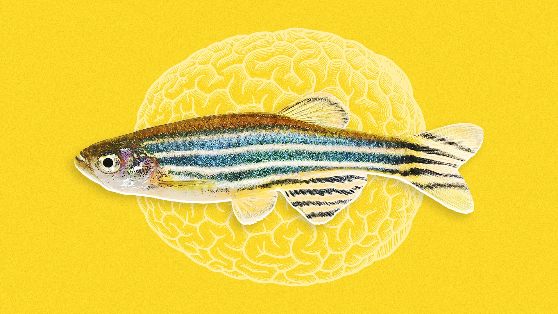 Scientists Found a Hidden Brain Signal That Predicts Social Behavior Before It Happens