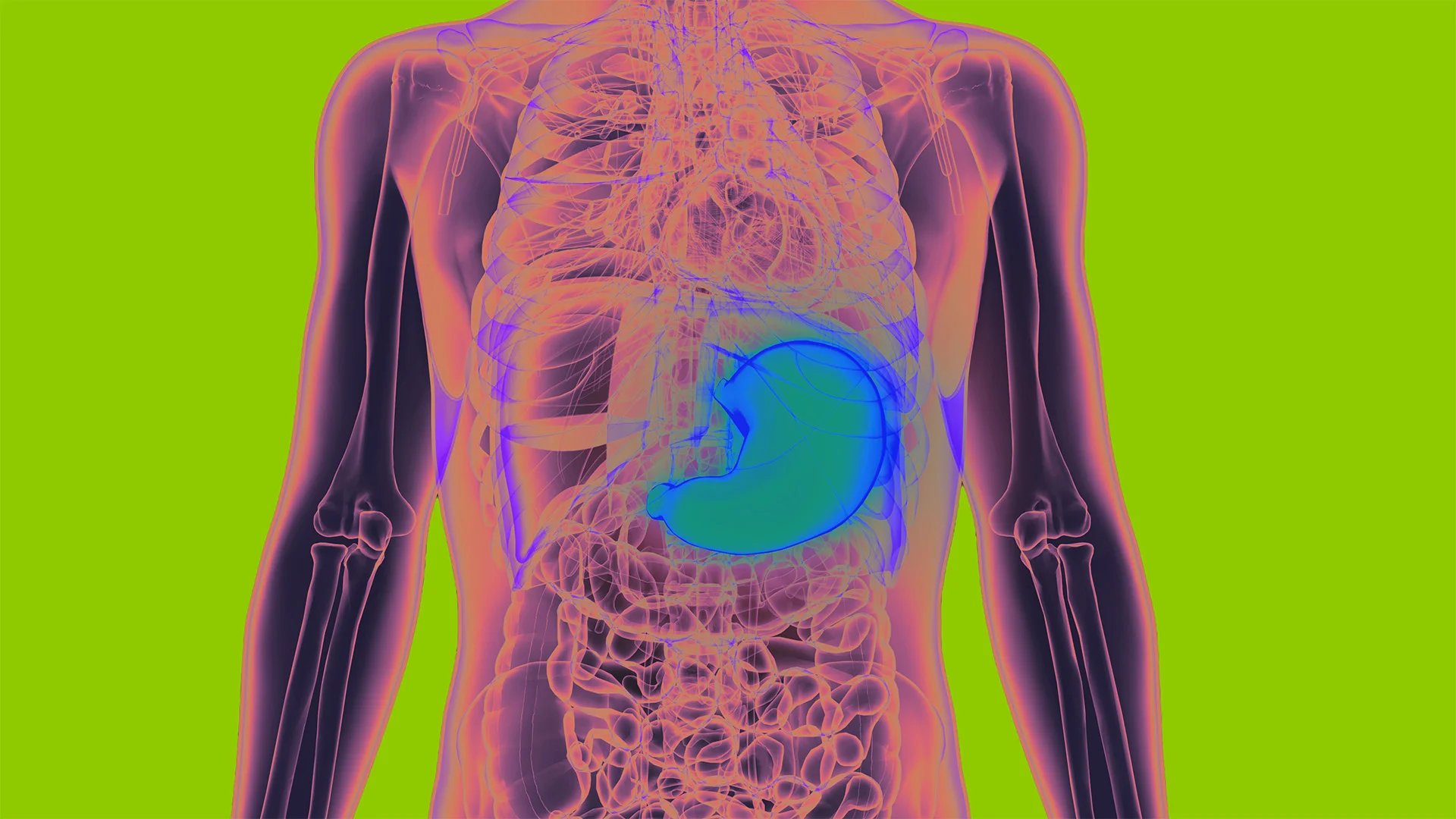 Your Stomach May Help Your Brain Remember Where Food Is, According to a New Study