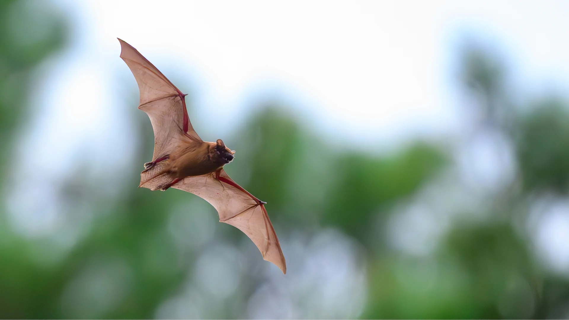 Study links long-lived bats’ DNA to immune defenses and damaged-cell control