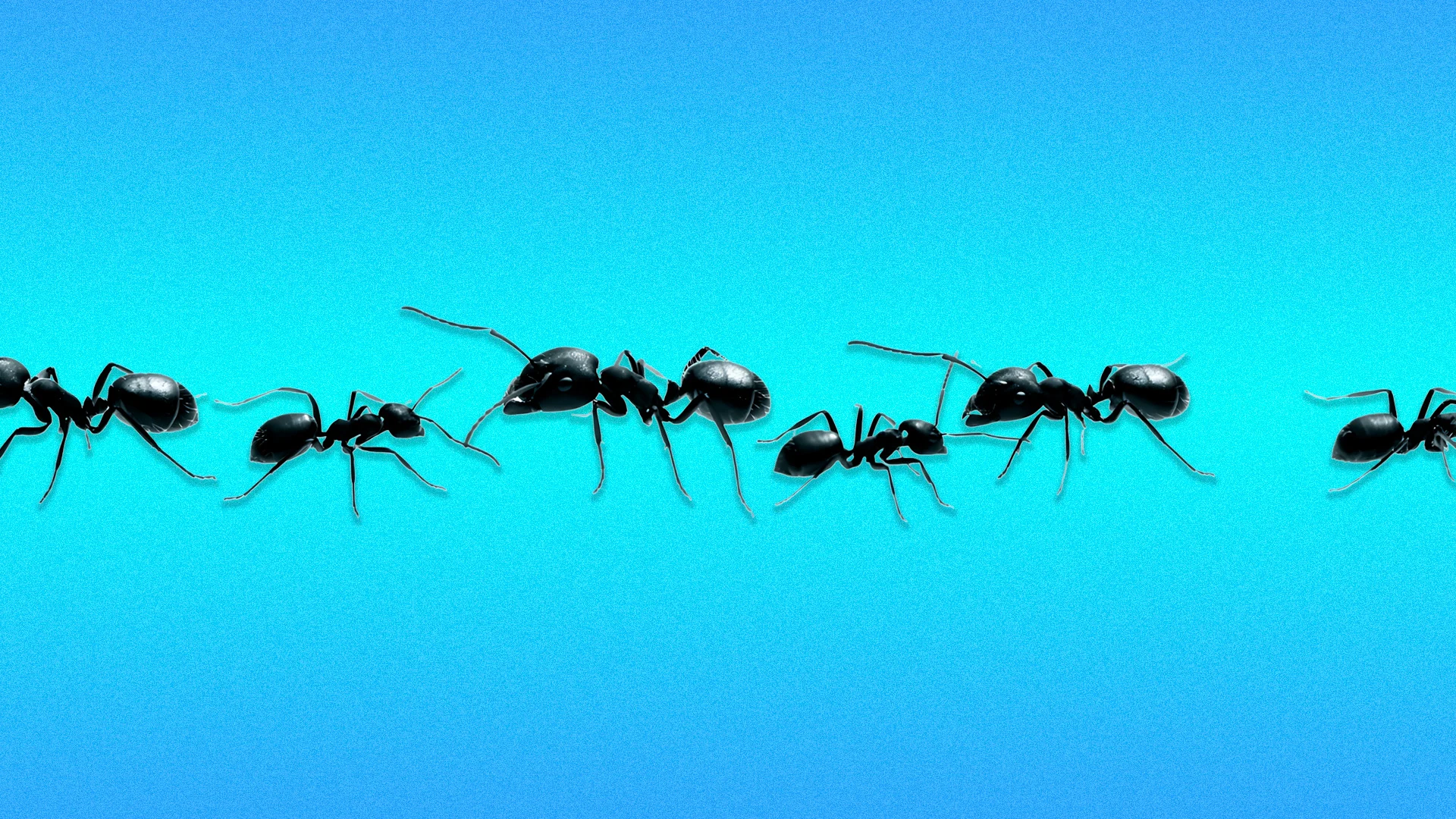 Ant Colonies Get Better as Groups Grow. Business Teams Can, Too, With 3 Changes