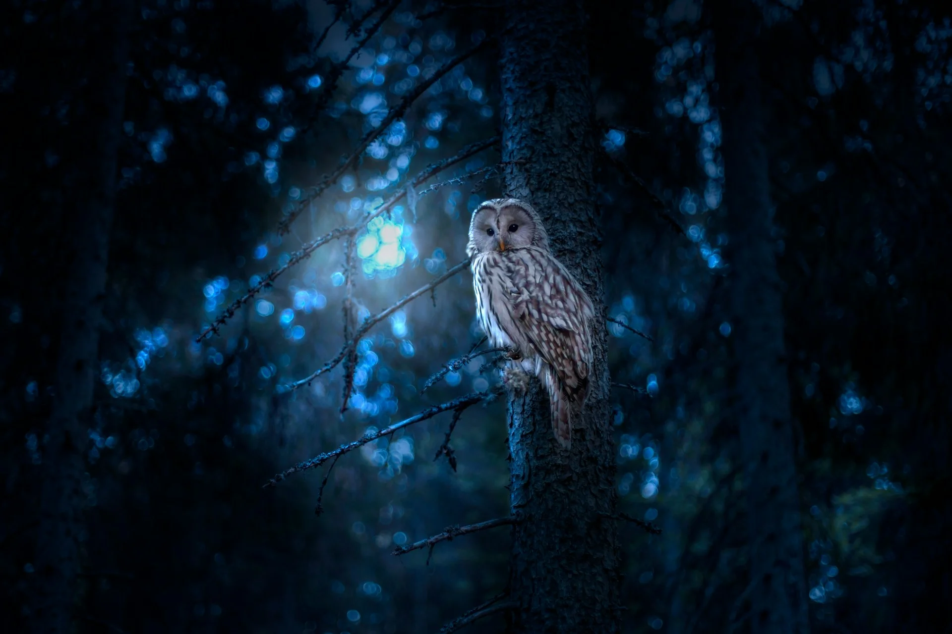 Night Owls Face Workplace Challenges, Science Shows
