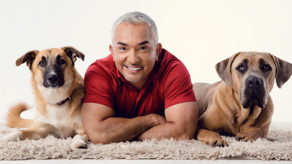 Cesar Millan - Walking with your dog is the single most