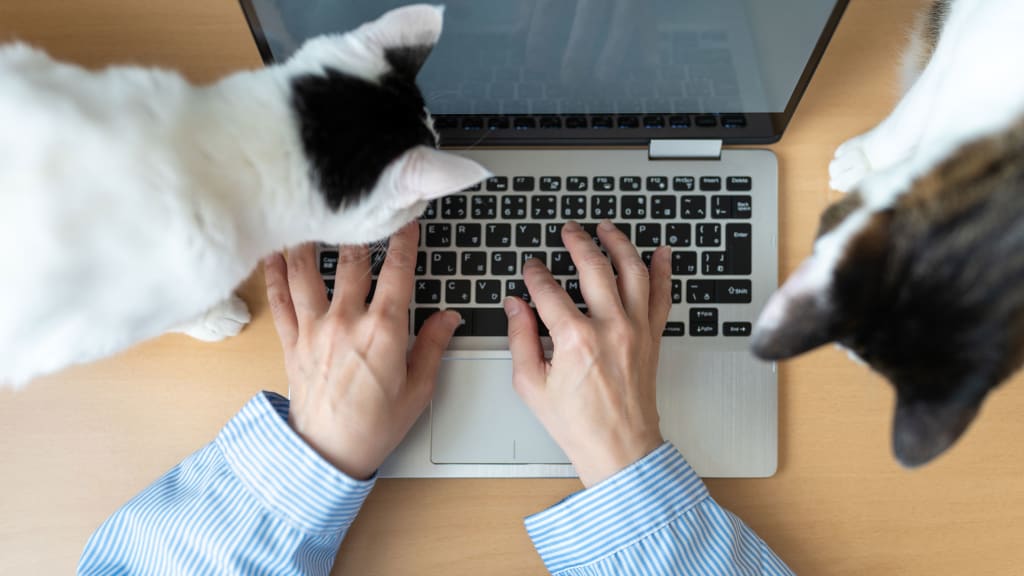 Por eso una cama para gatos es el accesorio más importante en mi escritorio