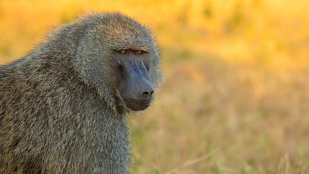 Leadership Lessons I Learned From a Baboon