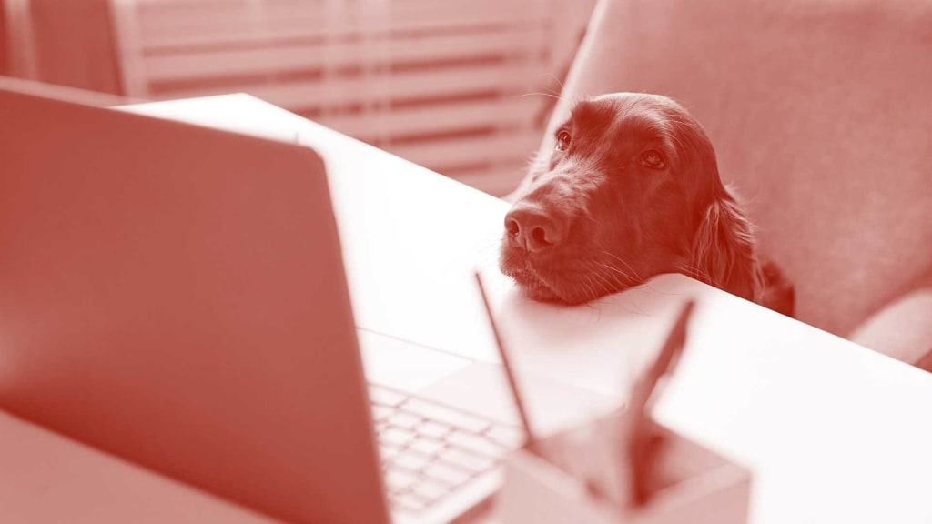 How to Handle a Dog-Phobic Employee in a Dog-Friendly Office