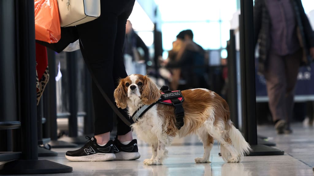 A Pet Dog on Delta Air Lines Went Missing. The Way They Found Her Was Genius