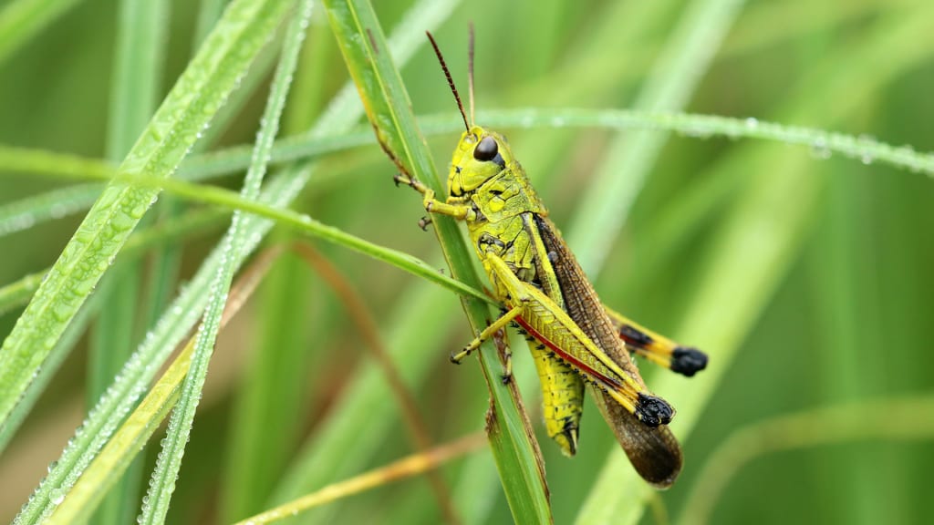 Tired of Forgetting Names? Use the Grasshopper Trick to Remember Almost Everyone, Backed by Neuroscience