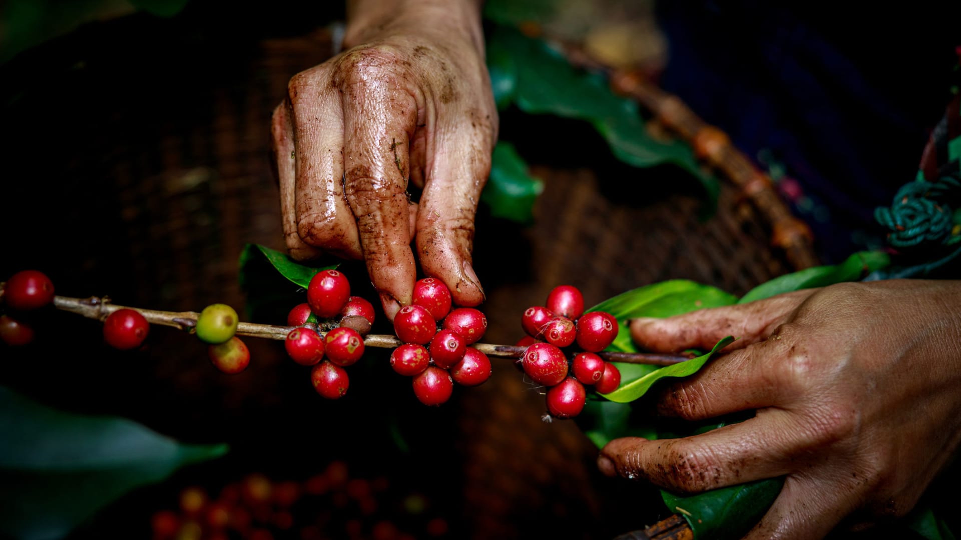 New Science: Drinking Coffee Might Help Save the Planet