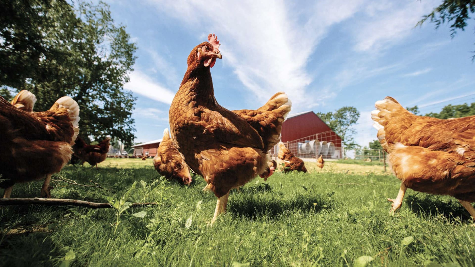 Though in stores nationwide, Vital Farms eggs are laid on farms in the pasture belt—southeastern states with mild climates, where the chickens can graze on grass year round